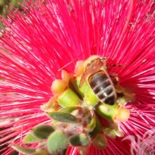 Бджола в червоному квітці