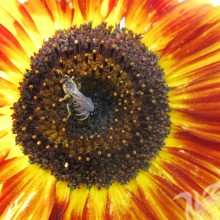 Бджола на квітці скачати