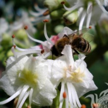 Бджола в білому квітці
