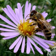 L'abeille boit du nectar