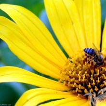 Бджола села на квітку скачати