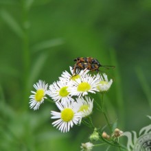 Chamomile with insects