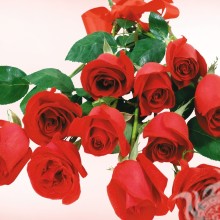 Красные розы на аватар