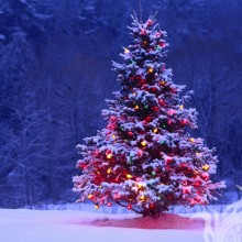 Weihnachtsbaum auf Avatar herunterladen
