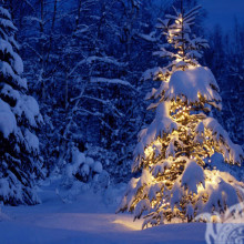 Рождественская елка на картинка аватар скачать
