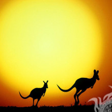 Kangourou Australie silhouette photo