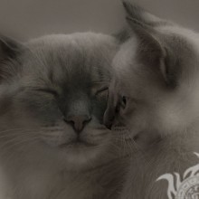 Кошка и котенок фото для аватара