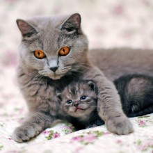 Gato com foto de gatinho para avatar