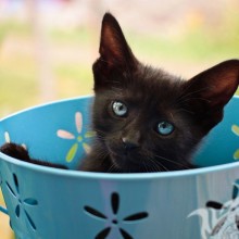 Черный кот прикольная ава