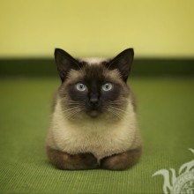 Foto de gato para avatar em VK