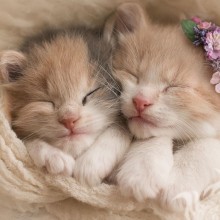 Photo kittens download for icon