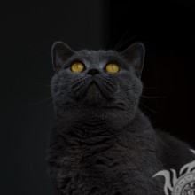 Красивая фотография кота на аватар