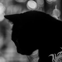 Черный кот картинка 