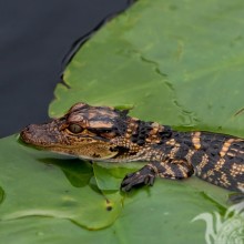 Pequeno crocodilo no avatar