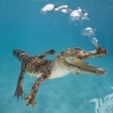 Красивое фото крокодила на аву