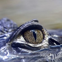 Глаз крокодила на аву