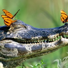 Прикольная ава крокодил и бабочки