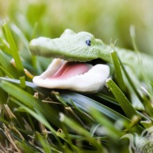 Крокодильчик в траве фото на аву
