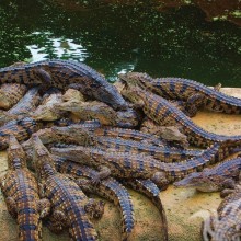 Много крокодилов фото на аву
