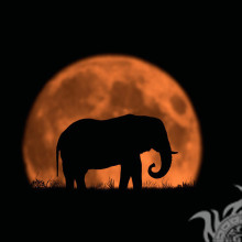 Photo de silhouette d'éléphant