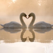 Лебеди на аву про любовь