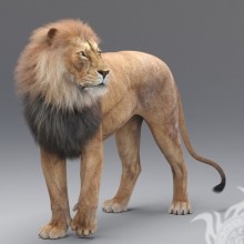 Avatar de Lion