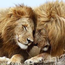 Два льва на аву