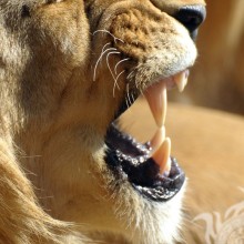 Зубы льва на аву