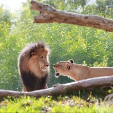 Лев и львица на аву