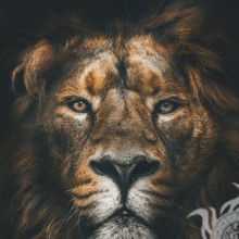 Hermosa foto de un león en un avatar