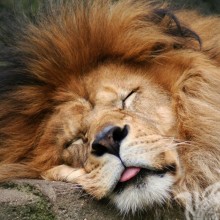 Спящий лев на аву