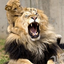 Lion with lion cub avatar