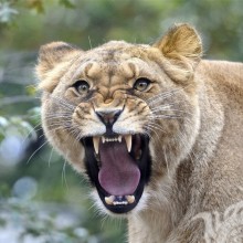 Growling lioness