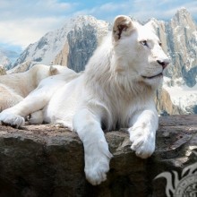 Белый лев красивая ава