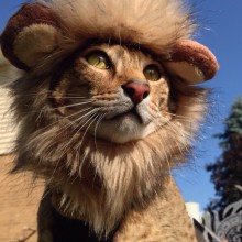 Прикольная ава кошка лев
