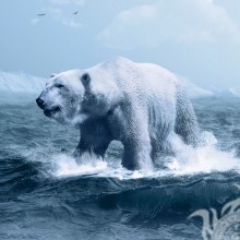 Красивое фото белого медведя на аватар