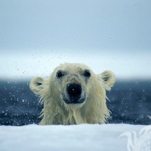 Прикольное фото на аву белый медведь