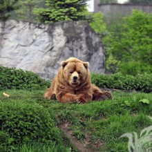 Медведь на аву в ВК