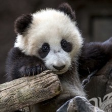 Панда на аватар