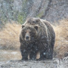 Hermosa foto de un oso en un avatar