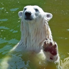 Polar Bear Avatar