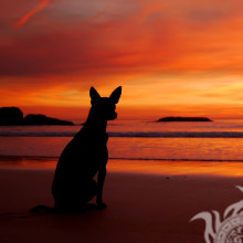 Собака на пляже смотрящая на закат солнца на страницу