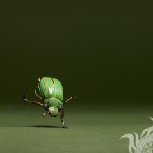 Смешной жук