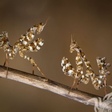 Photos d'insectes