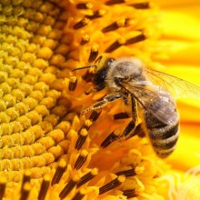 Пчела пьет нектар фото