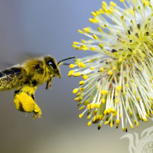 Abeille dans le pollen