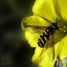Abeja en flor amarilla
