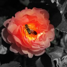 Téléchargement d'abeille en rose