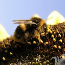 Bee in pollen photo