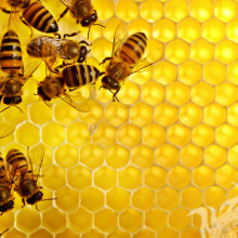 Bienen in Kämmen
